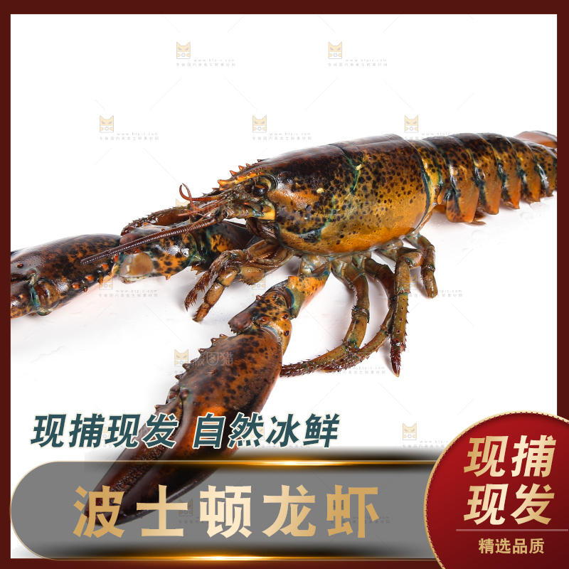 白底上放着波士顿大龙虾
