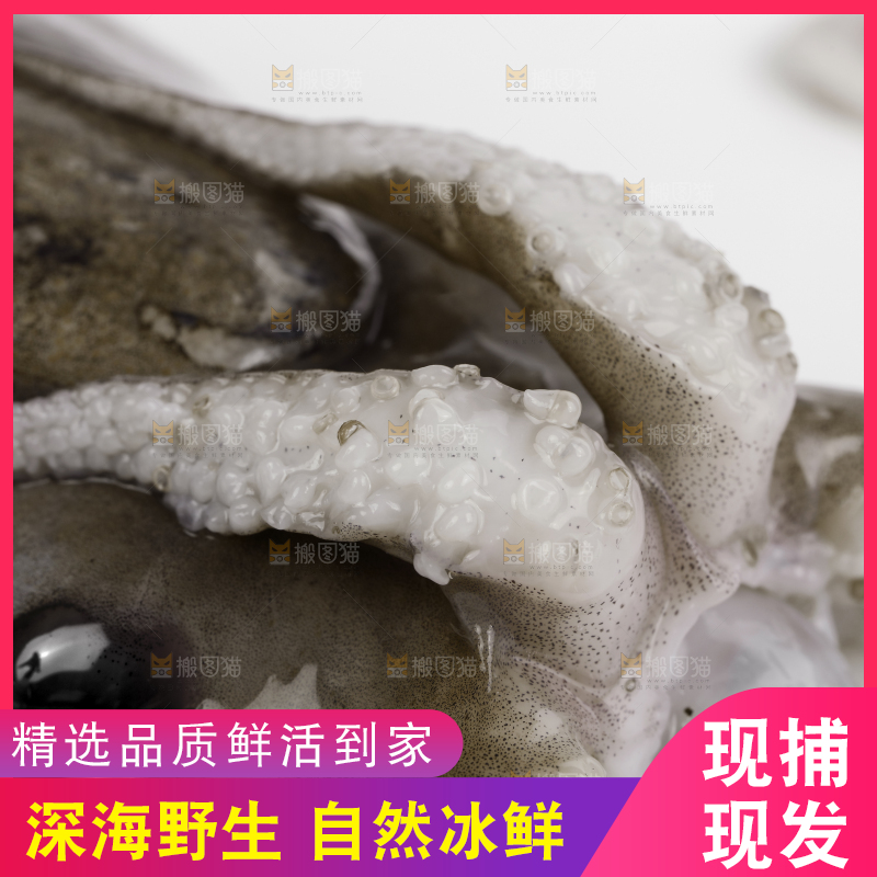 白底上放着北海墨鱼