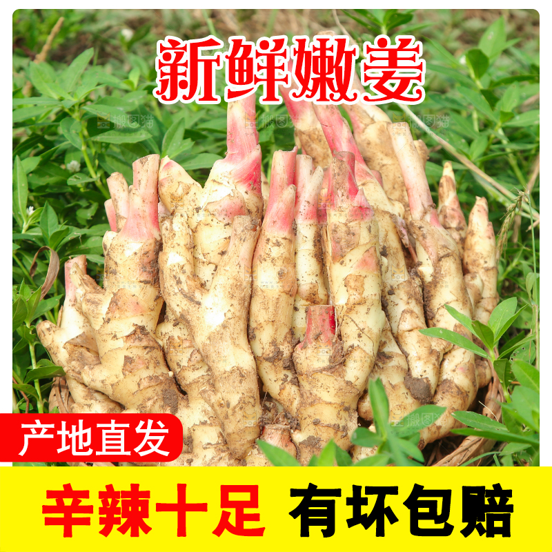 草地上放着嫩姜芽