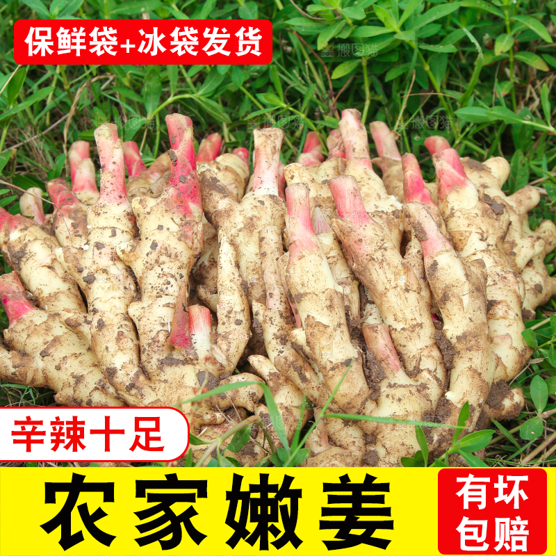 草地上放着嫩姜芽