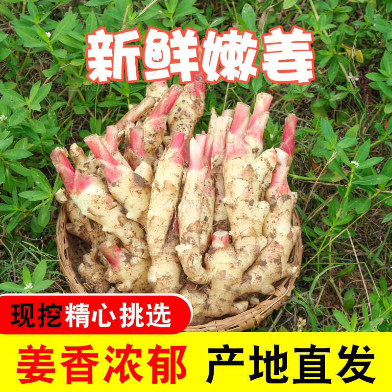 草地上放着一筐嫩姜芽