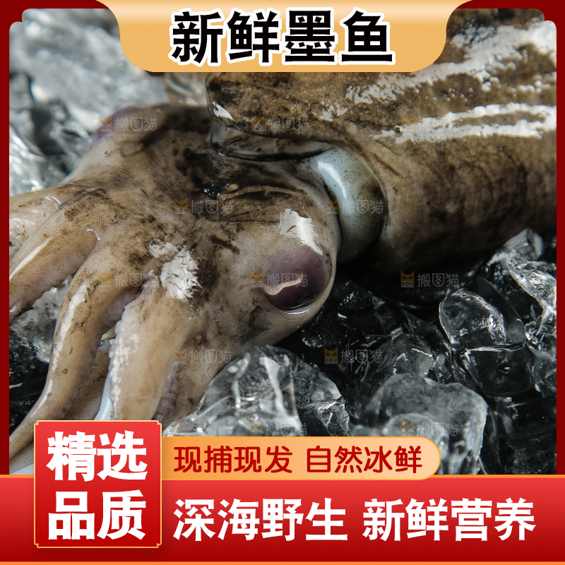 黑底上放着墨鱼