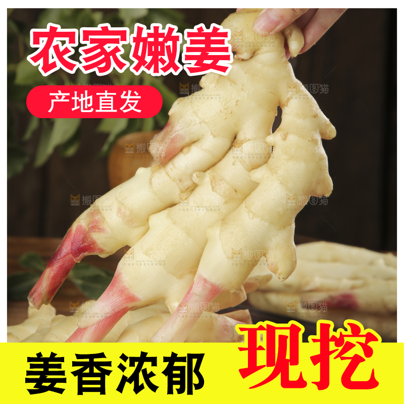 手上拿着的红芽姜