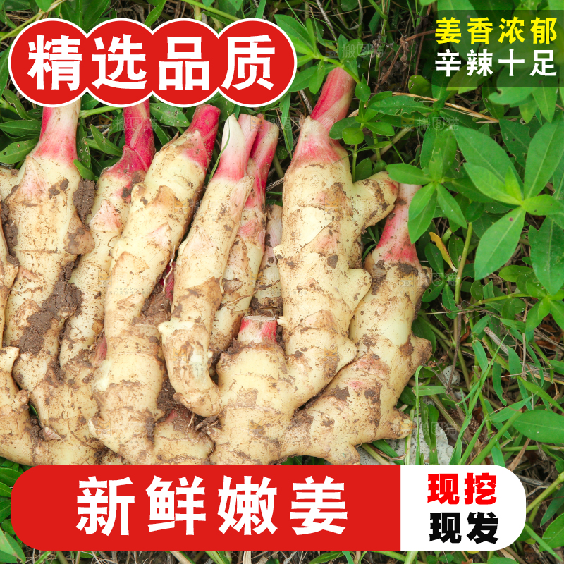 草地上放着嫩姜芽