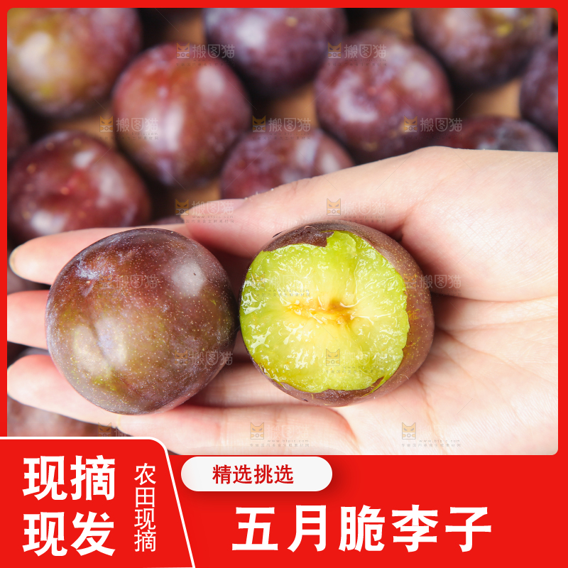 手上捧着五月脆李