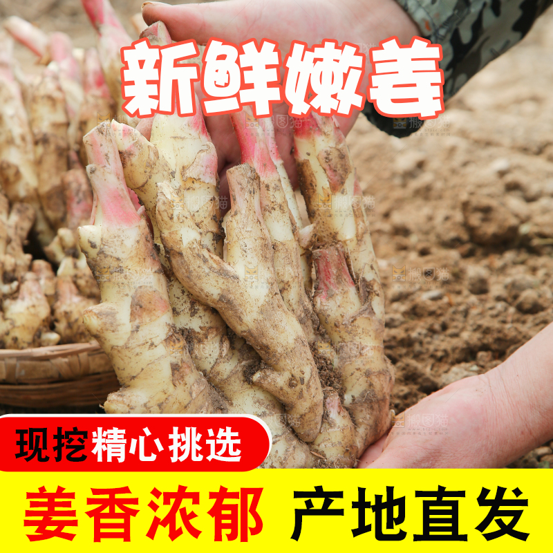 手上拿着的红芽嫩姜