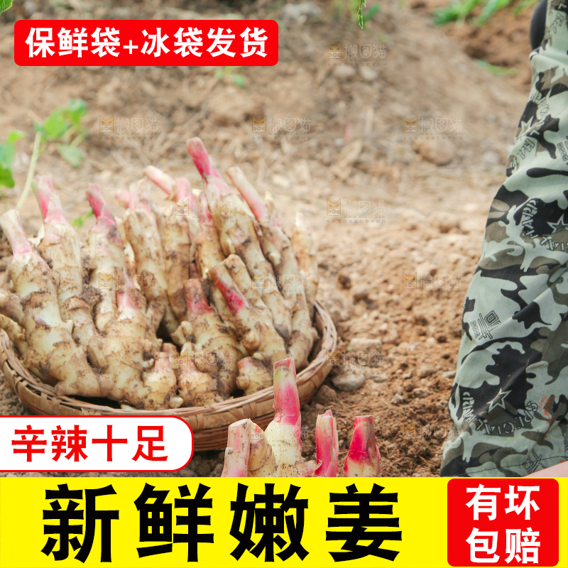 土地里种着的红芽嫩姜