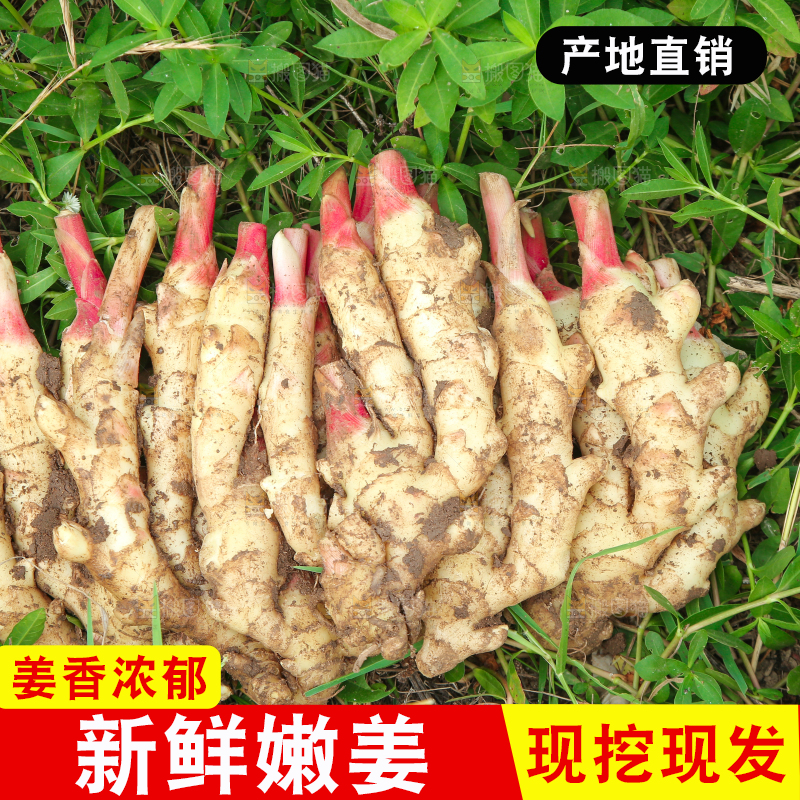 草地上放着嫩姜芽