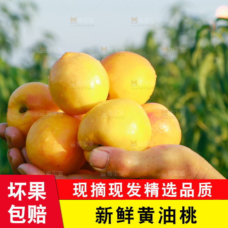 手上捧着一堆黄油桃
