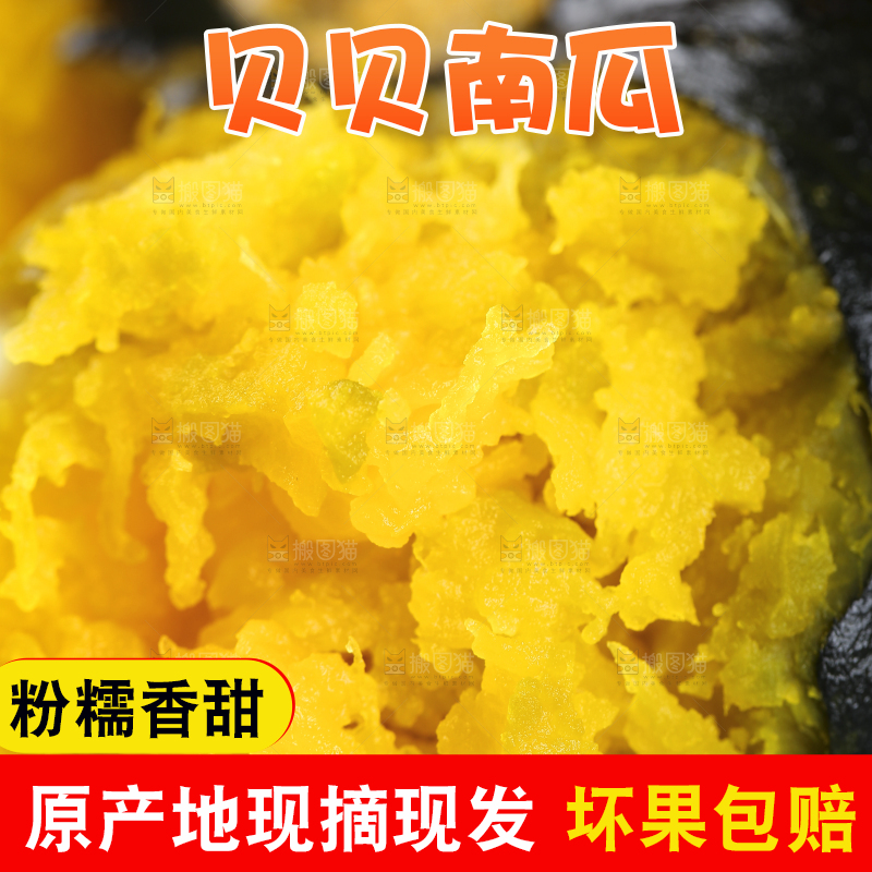 新鲜的贝贝南瓜