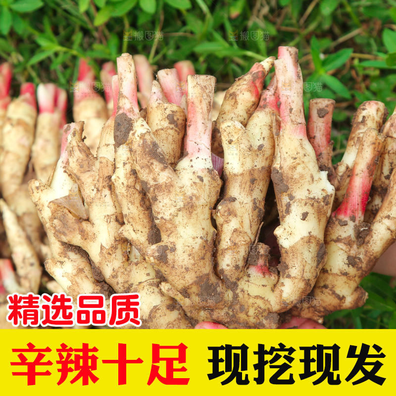 手上拿着的嫩姜