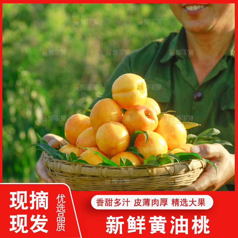 农民手上端着一筐黄油桃