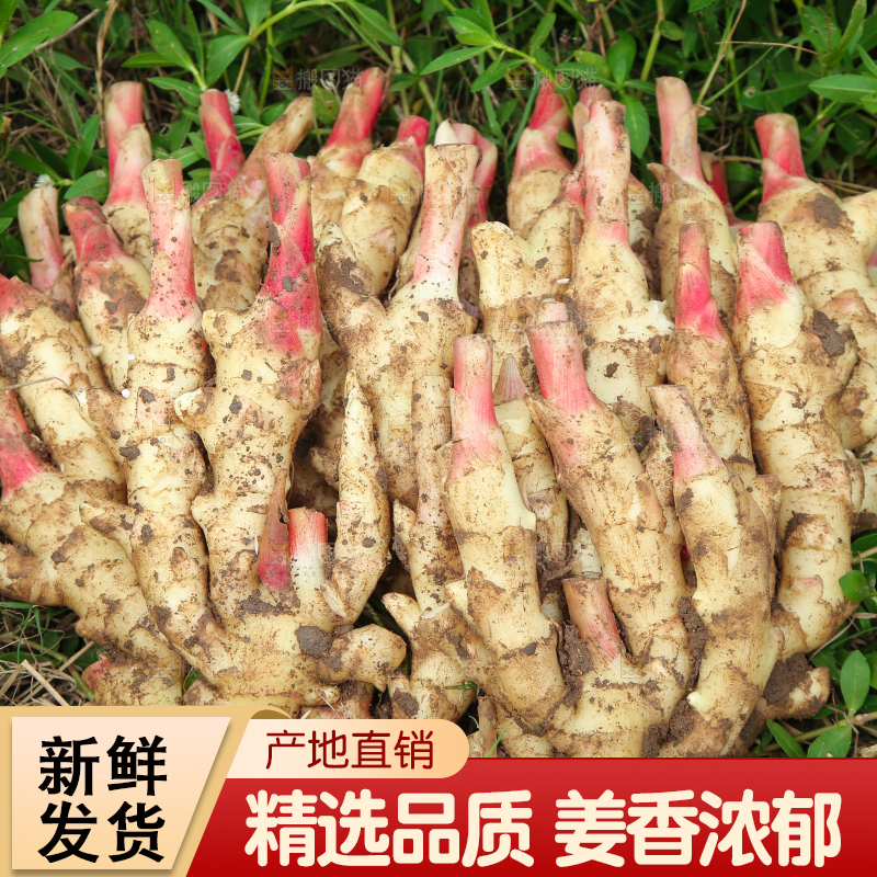 草地上放着嫩姜芽