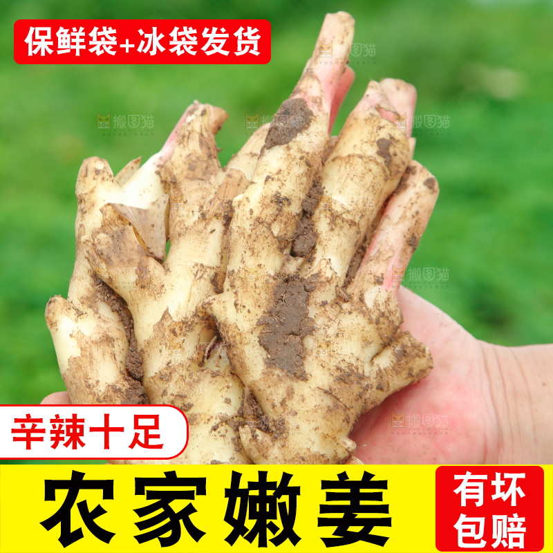 手上拿着的嫩姜