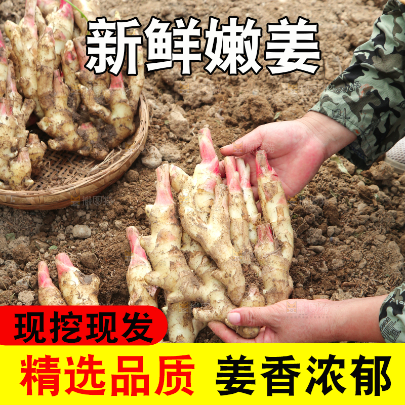 手上拿着的红芽嫩姜