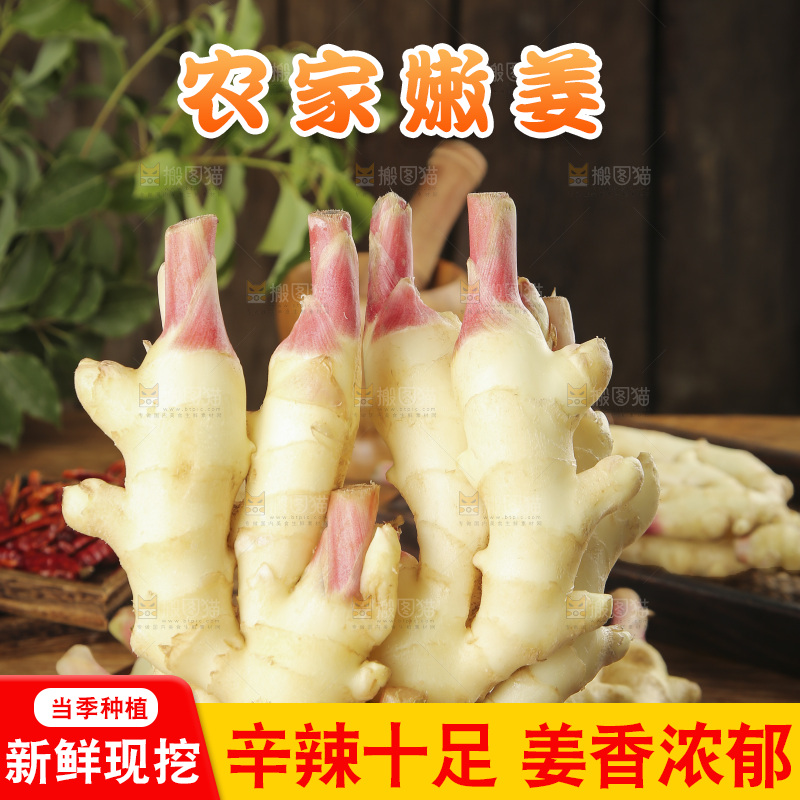 手上拿着的红芽姜