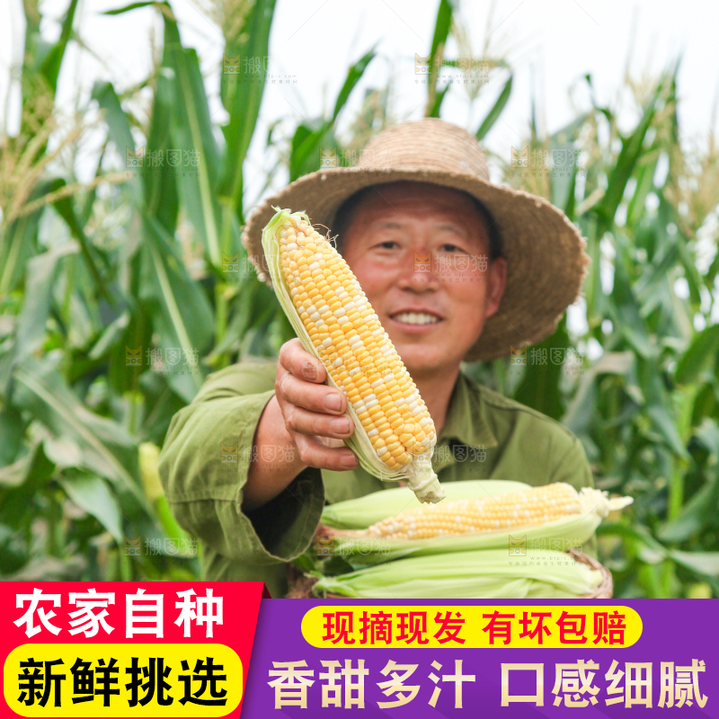 手上拿着水果玉米