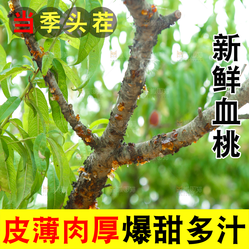 胭脂红桃子树干