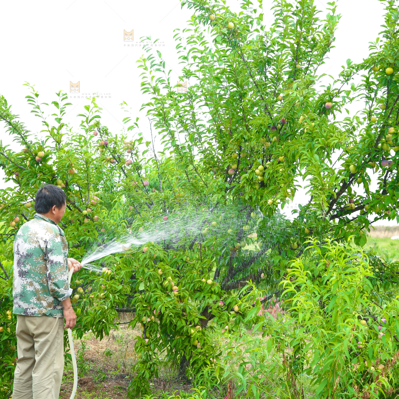农民正在给李子树浇水