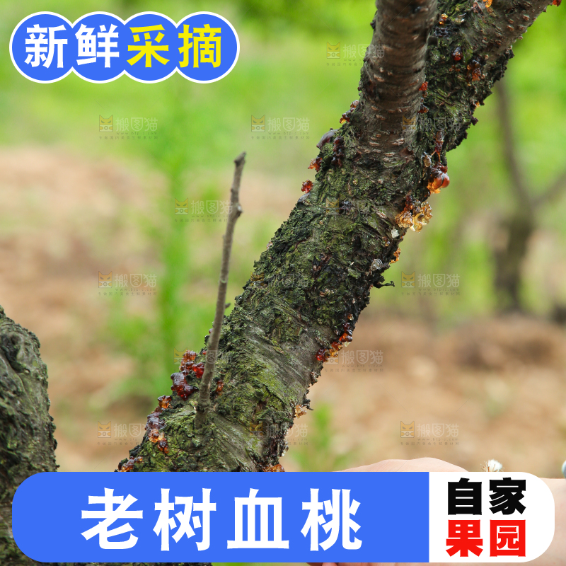 胭脂红桃子树干