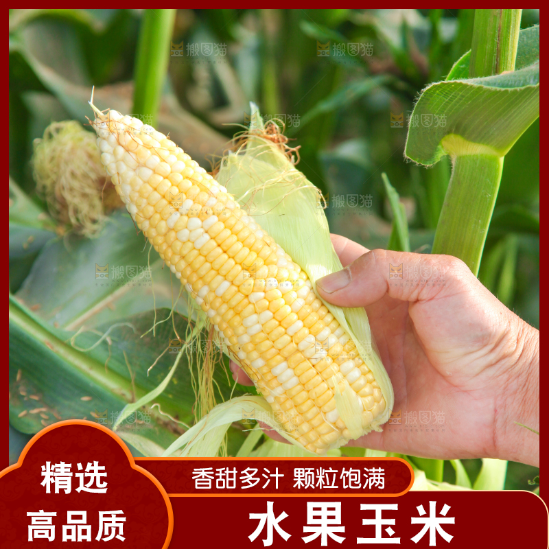 农民手上拿着玉米