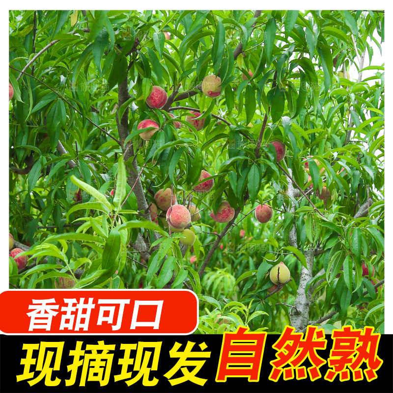 一片胭脂红桃子林