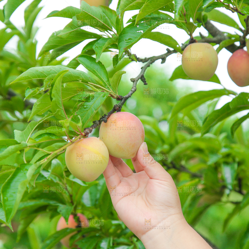 手上拿着李子