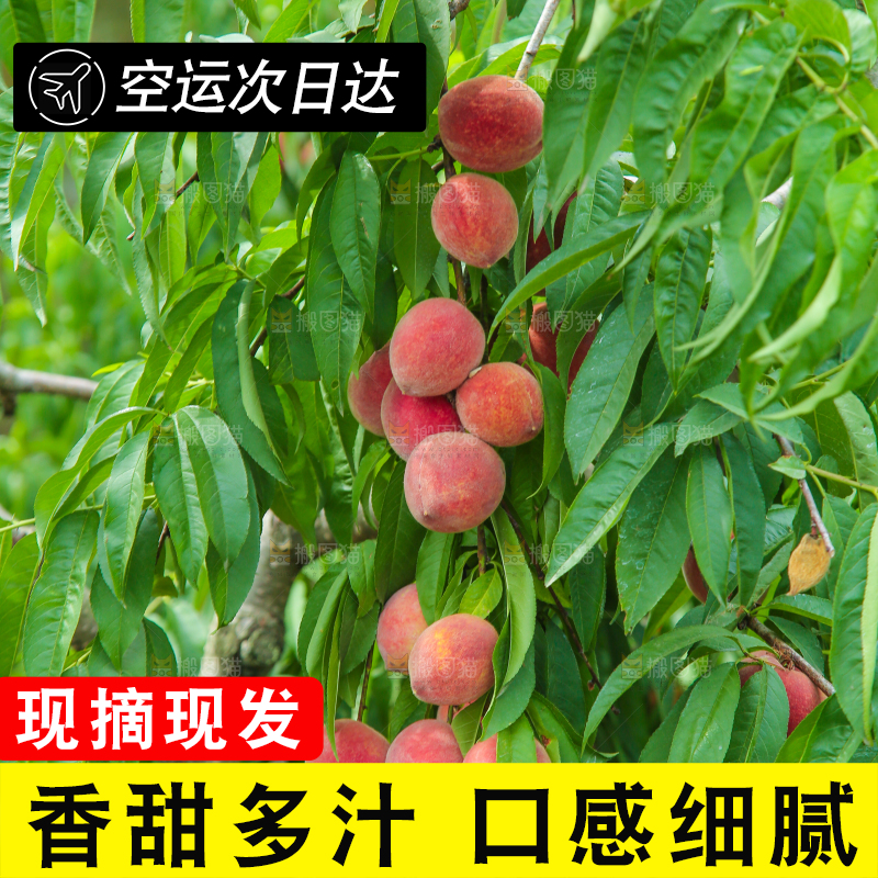 树上结着胭脂红