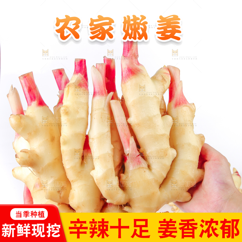 手上捧着的山东嫩姜