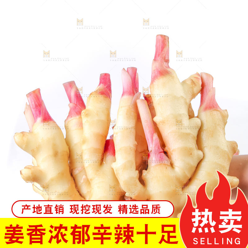 手上捧着的山东嫩姜