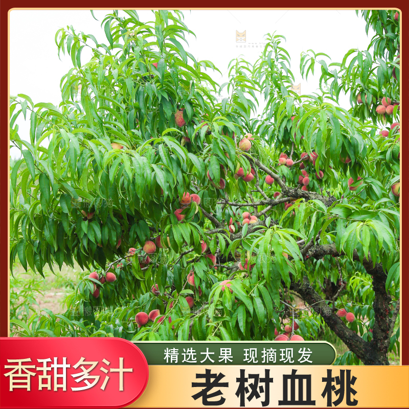 一片胭脂红桃子林