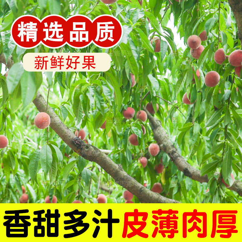 树上结着胭脂红桃