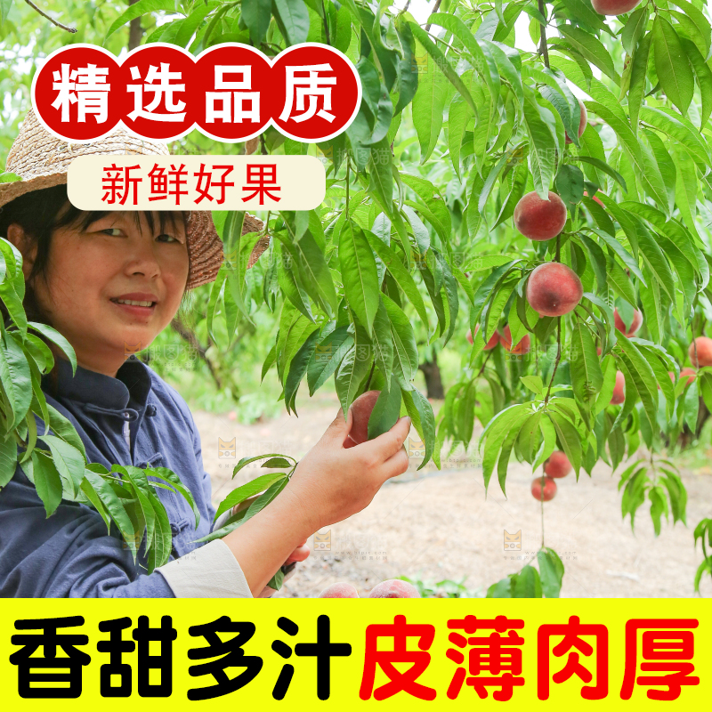 农民正在摘桃子