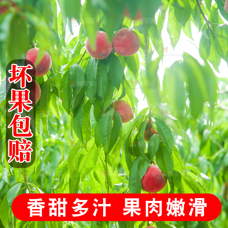 一片胭脂红桃子林