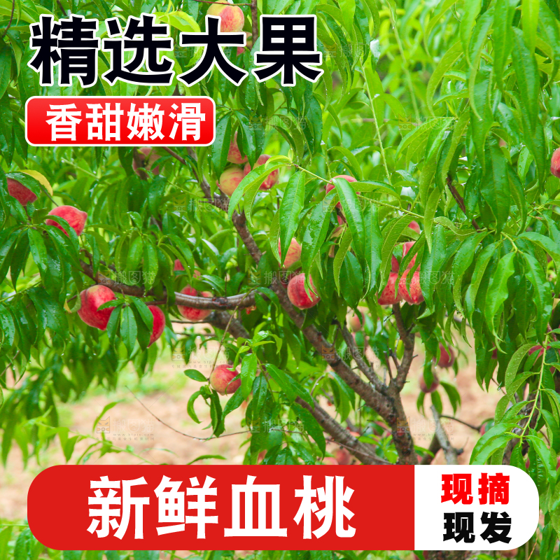 一片胭脂红桃子林