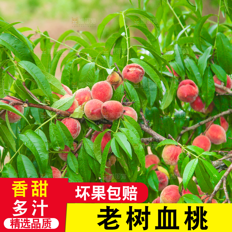 一片胭脂红桃子林
