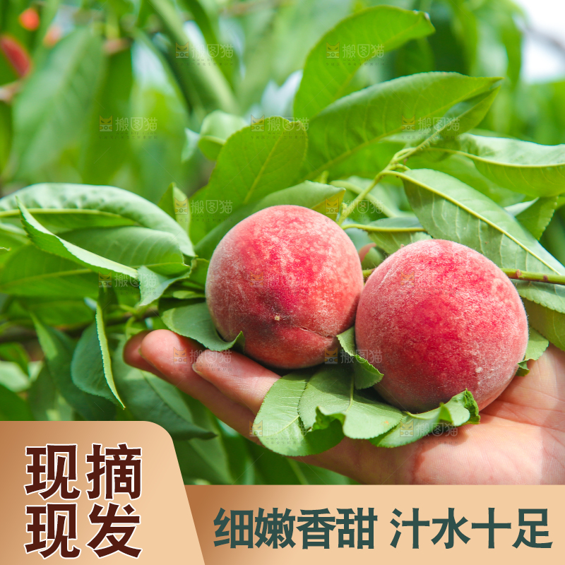 手上捧着胭脂红
