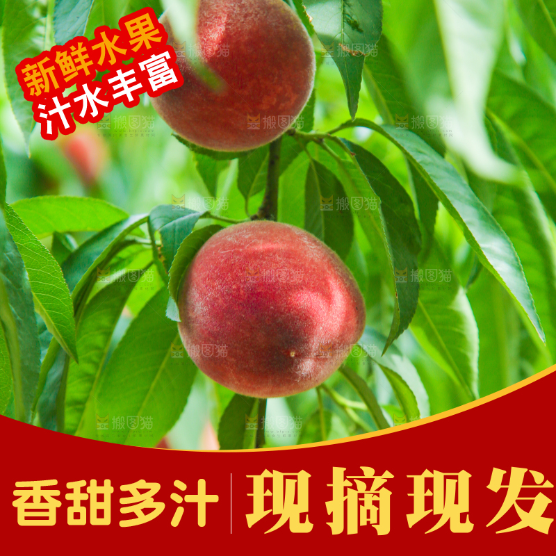 树上结着胭脂红