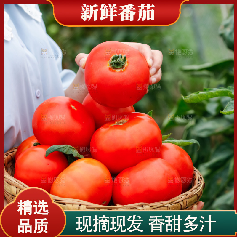 手上端着一篮沙瓤西红柿