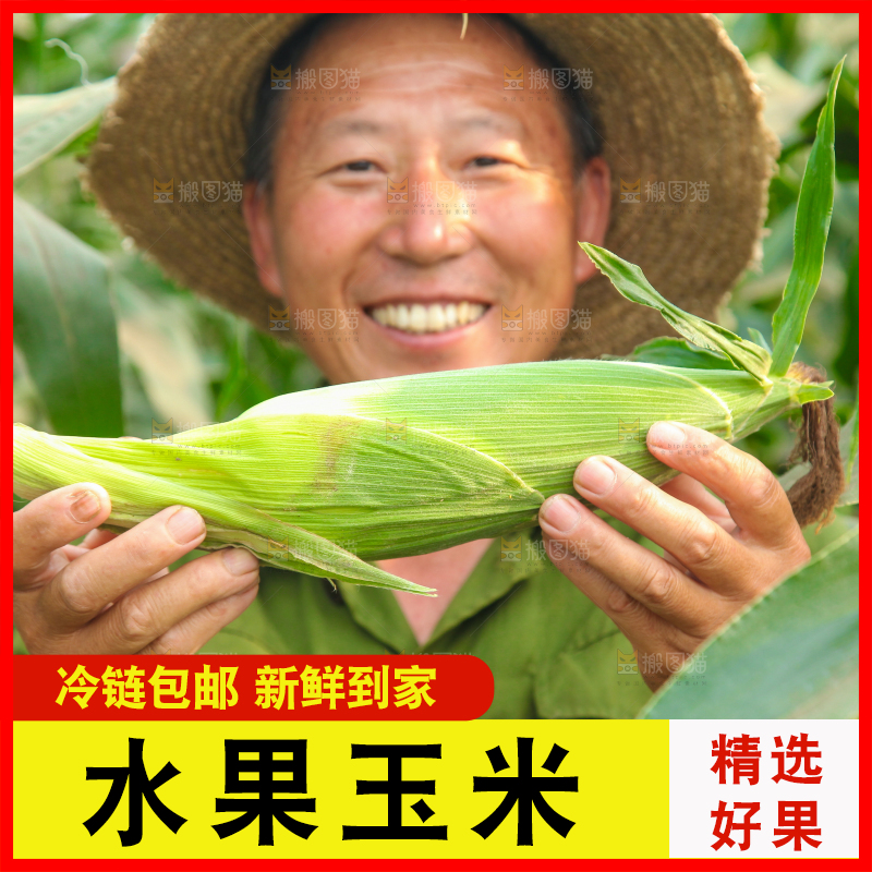 农民手上拿着玉米