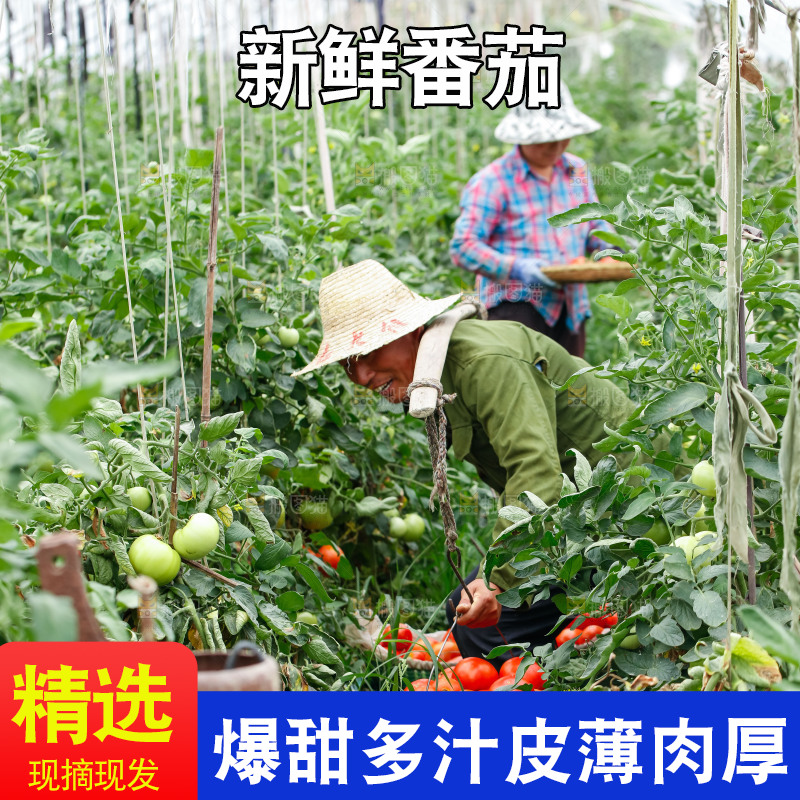 农民挑着沙瓤西红柿