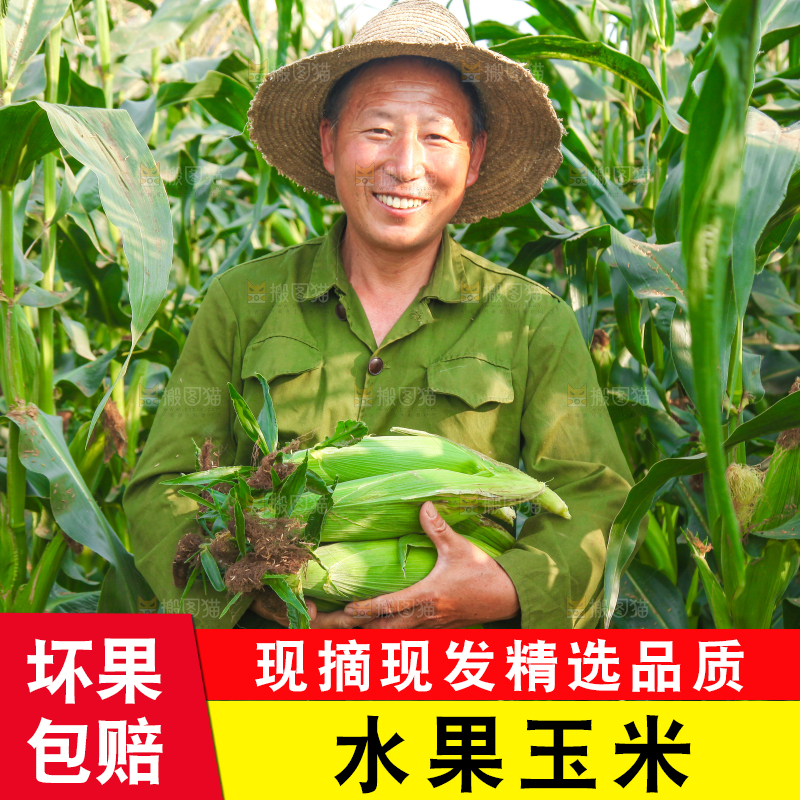 农民手上抱着糯玉米