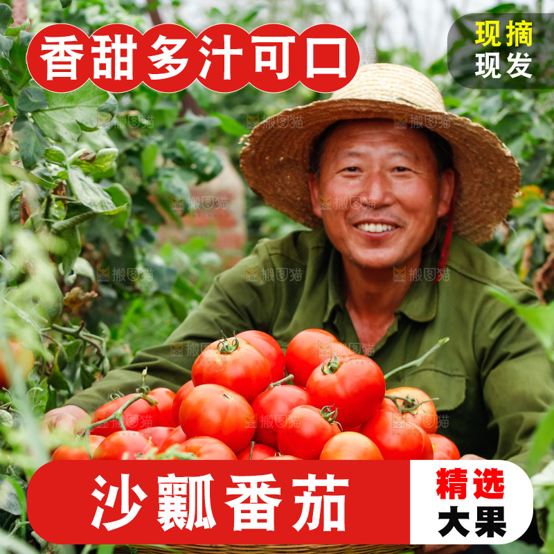 农民抱着一篮沙瓤西红柿