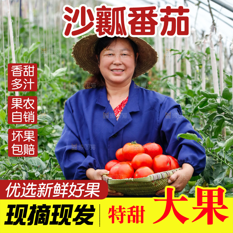 农民手上抱着一筐沙瓤西红柿