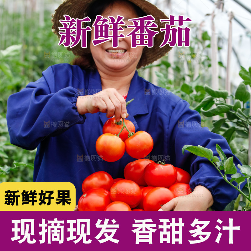 农民手上抱着一筐沙瓤西红柿