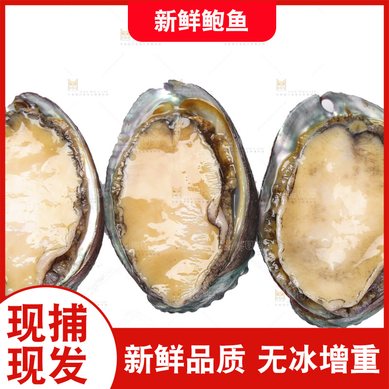 白底上放着一堆鲍鱼
