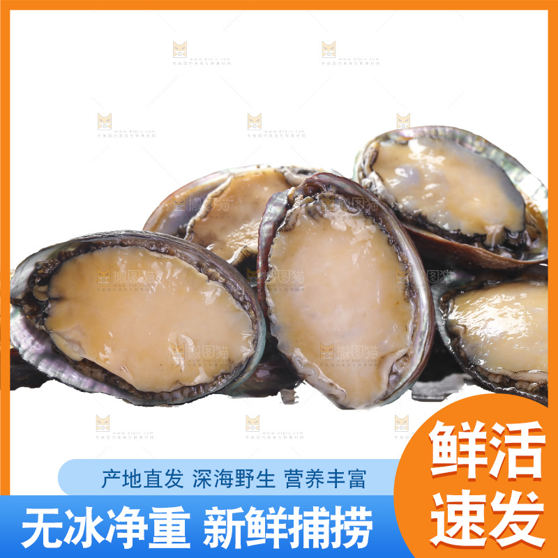 白底上放着一堆鲍鱼