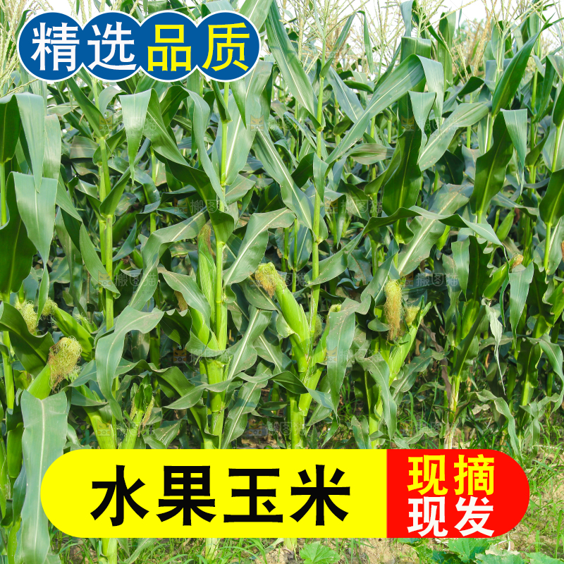 一片玉米地