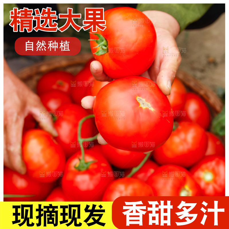 手上拿着沙瓤西红柿
