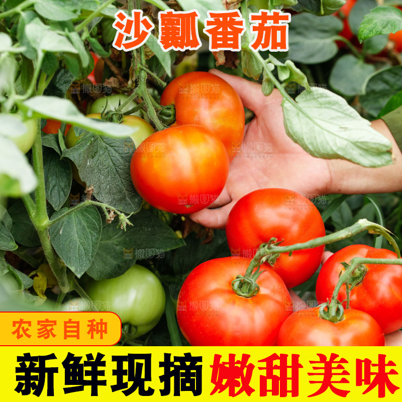 农民手上拿着西红柿